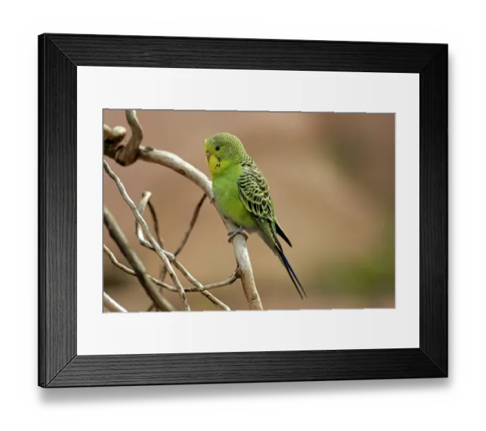 Framed Print : Budgerigar (Melopsittacus undulatus) adult, perched on twig (captive) Framed Print : Budgerigar (Melopsittacus undulatus) adult, perched on twig (captive)