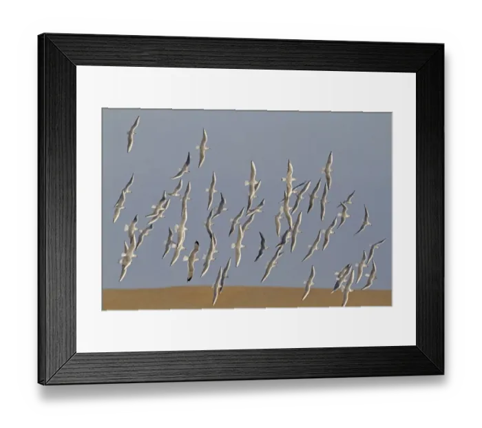 Framed Print : Black-headed Gull (Chroicocephalus ridibundus) flock, non-breeding plumage, in flight, Norfolk, England, January