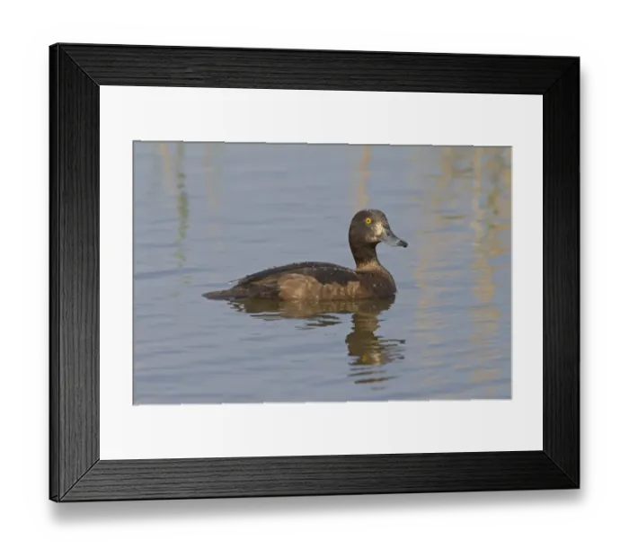Framed Print : Tufted Duck (Aythya fuligula) adult female, swimming, Cley Marshes Reserve, Cley-next-the-sea, Norfolk, England, May