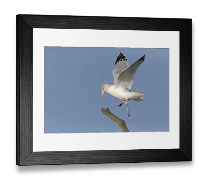Framed Print : Herring Gull (Larus argentatus) adult, non-breeding plumage, in flight, landing on branch, Suffolk, England, December Framed Print : Herring Gull (Larus argentatus) adult, non-breeding plumage, in flight, landing on branch, Suffolk, England, December