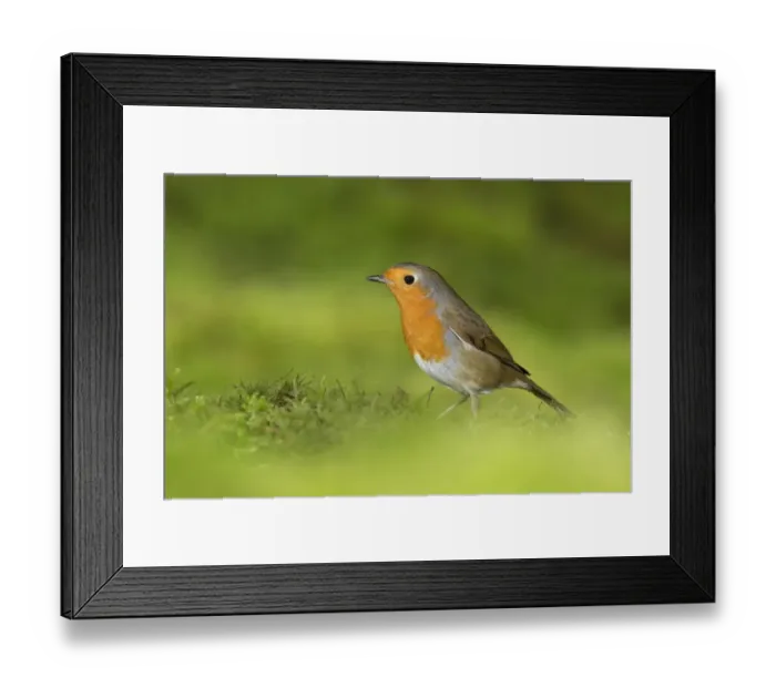 Framed Print : European Robin (Erithacus rubecula) adult, standing on moss, Suffolk, England, January Framed Print : European Robin (Erithacus rubecula) adult, standing on moss, Suffolk, England, January