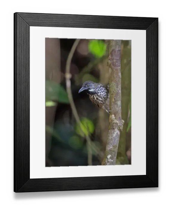 Framed Print : Chestnut-rumped Babbler (Stachyris maculata maculata) adult, perched on tree trunk, Taman Negara N. P Framed Print : Chestnut-rumped Babbler (Stachyris maculata maculata) adult, perched on tree trunk, Taman Negara N. P