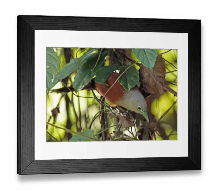 Framed Print : Raffless Malkoha (Rhinortha chlorophaea chlorophaea) adult female, foraging amongst dead leaves, Taman Negara N. P