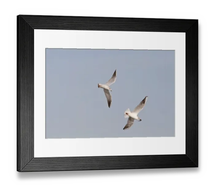 Framed Print : Black-headed Gull (Chroicocephalus ridibundus) two adults, non-breeding plumage, in flight Framed Print : Black-headed Gull (Chroicocephalus ridibundus) two adults, non-breeding plumage, in flight