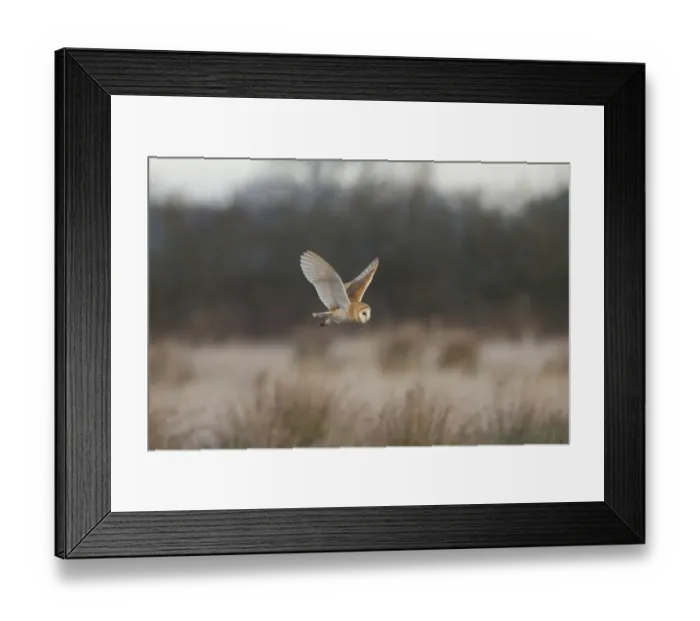 Framed Print : Barn Owl (Tyto alba) adult, in flight, hunting over rough grassland, Pilling Moss, The Fylde, Lancashire, England Framed Print : Barn Owl (Tyto alba) adult, in flight, hunting over rough grassland, Pilling Moss, The Fylde, Lancashire, England