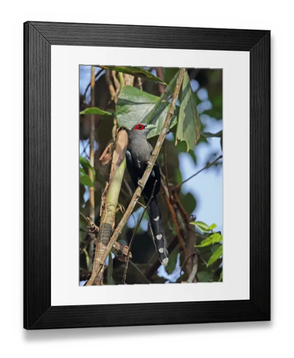 Framed Print : Black-bellied Malkoha (Phaenicophaeus diardi diardi) adult, perched on branch, Taman Negara N. P