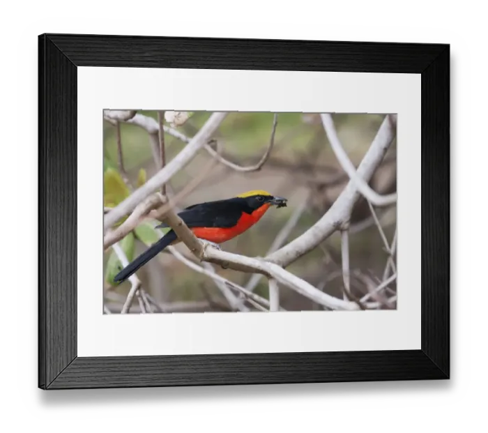 Framed Print : Yellow-crowned Gonolek (Laniarius barbarus) adult, with insect prey in beak, perched on branch, Gambia, February Framed Print : Yellow-crowned Gonolek (Laniarius barbarus) adult, with insect prey in beak, perched on branch, Gambia, February