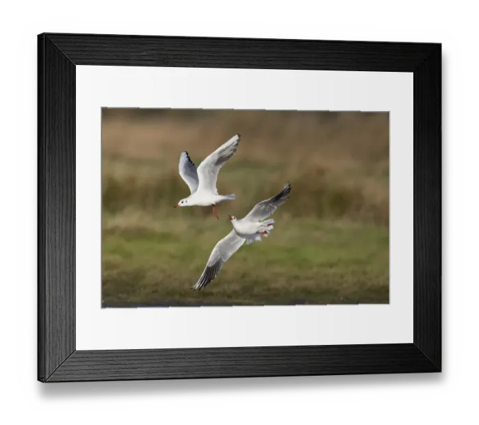 Framed Print : Black-headed Gull (Chroicocephalus ridibundus) two adults, non-breeding plumage, in flight Framed Print : Black-headed Gull (Chroicocephalus ridibundus) two adults, non-breeding plumage, in flight
