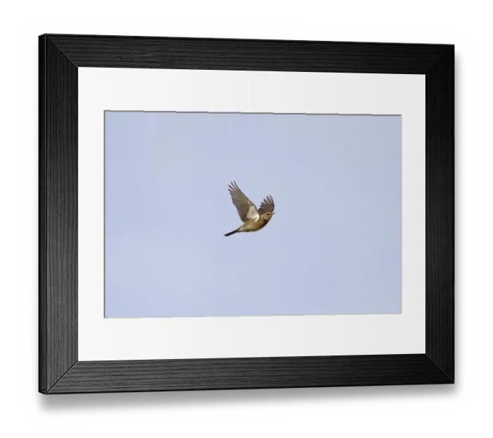 Framed Print : Peregrine Falcon (Falco peregrinus) adult, in flight, Malham Cove, Malhamdale, Yorkshire Dales N. P Framed Print : Peregrine Falcon (Falco peregrinus) adult, in flight, Malham Cove, Malhamdale, Yorkshire Dales N. P