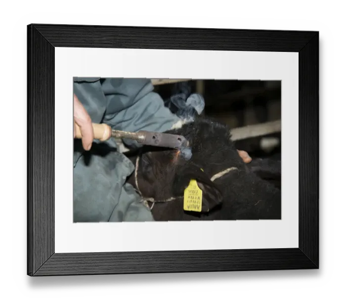 Framed Print : Domestic Cattle, Holstein, calf, with farmer dehorning buds with iron on dairy farm, Cheshire, England, February
