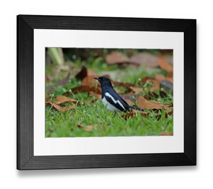 Framed Print : Oriental Magpie-robin (Copsychus saularis musicus) adult male, foraging amongst fallen leaves on short grass Framed Print : Oriental Magpie-robin (Copsychus saularis musicus) adult male, foraging amongst fallen leaves on short grass