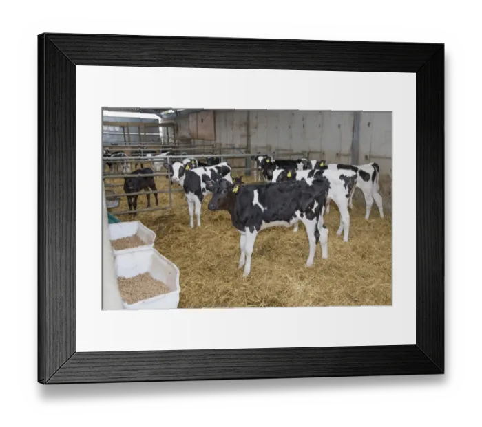Framed Print : Domestic Cattle, Holstein, calves, standing in straw yard on dairy farm, Lancashire, England, February Framed Print : Domestic Cattle, Holstein, calves, standing in straw yard on dairy farm, Lancashire, England, February
