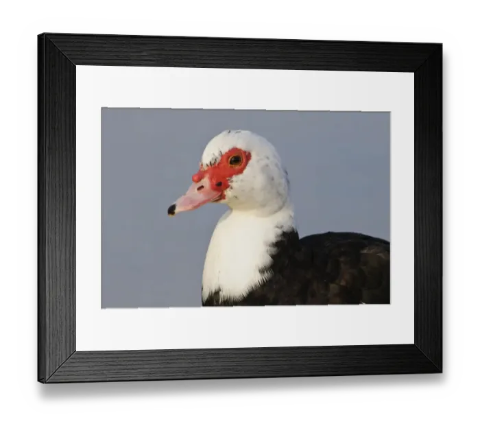 Framed Print : Muscovy Duck (Cairina moschata forma domestica) introduced feral species, adult, close-up of head, Ashby Ville Lake Framed Print : Muscovy Duck (Cairina moschata forma domestica) introduced feral species, adult, close-up of head, Ashby Ville Lake