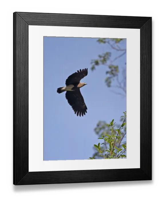 Framed Print : Lesser Fish-eagle (Ichthyophaga humilis humilis) adult, in flight, Taman Negara N. P Framed Print : Lesser Fish-eagle (Ichthyophaga humilis humilis) adult, in flight, Taman Negara N. P