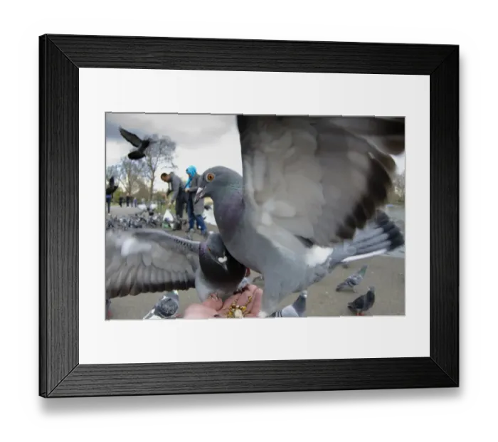Framed Print : Feral Pigeon (Columba livia) adults, feeding from hand in urban parkland, London, England, April Framed Print : Feral Pigeon (Columba livia) adults, feeding from hand in urban parkland, London, England, April