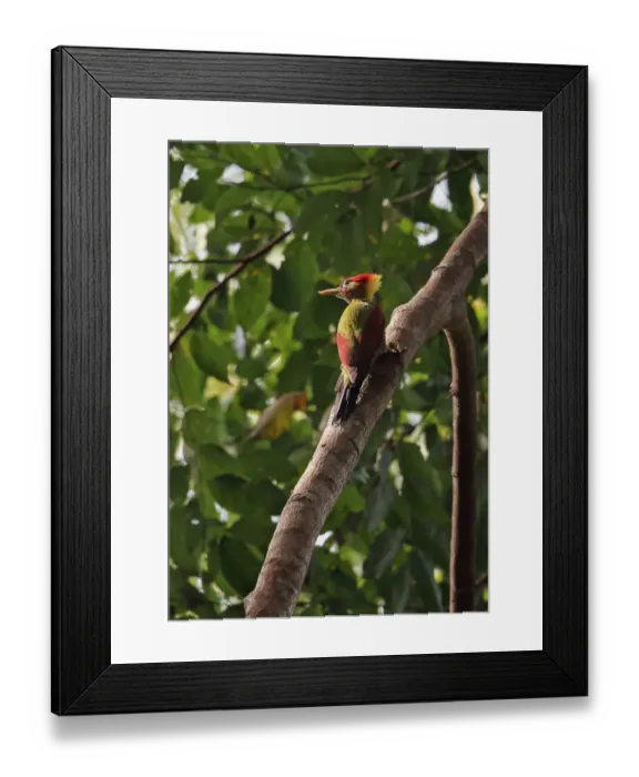 Framed Print : Crimson-winged Woodpecker (Picus puniceus observandus) adult male, clinging to branch, Taman Negara N. P