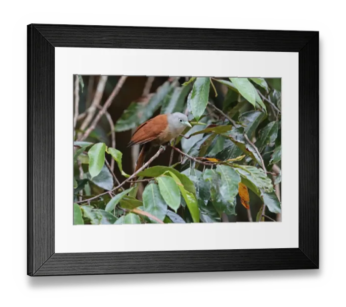 Framed Print : Raffless Malkoha (Rhinortha chlorophaea chlorophaea) adult female, perched on twig, Taman Negara N. P Framed Print : Raffless Malkoha (Rhinortha chlorophaea chlorophaea) adult female, perched on twig, Taman Negara N. P