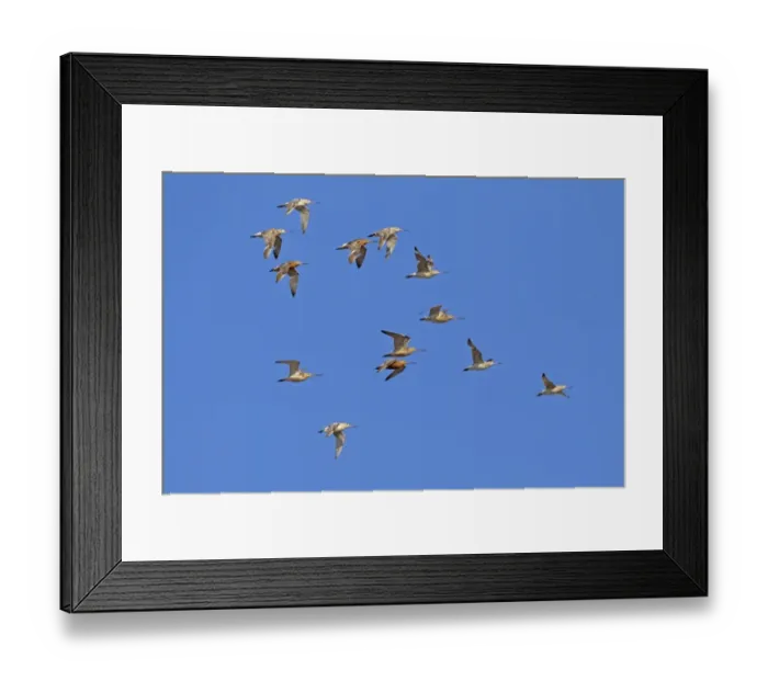 Framed Print : Bar-tailed Godwit (Limosa lapponica) flock, in flight to high tide roost, Snettisham RSPB Reserve, Norfolk, England Framed Print : Bar-tailed Godwit (Limosa lapponica) flock, in flight to high tide roost, Snettisham RSPB Reserve, Norfolk, England