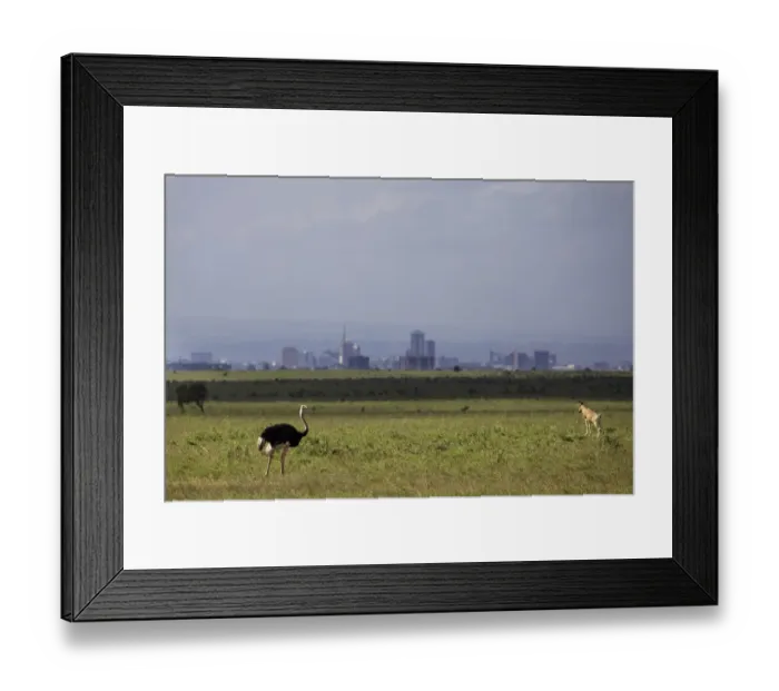 Framed Print : Ostrich (Struthio camelus) adult male, and Cokes Hartebeest (Alcelaphus buselaphus cokii) adult Framed Print : Ostrich (Struthio camelus) adult male, and Cokes Hartebeest (Alcelaphus buselaphus cokii) adult