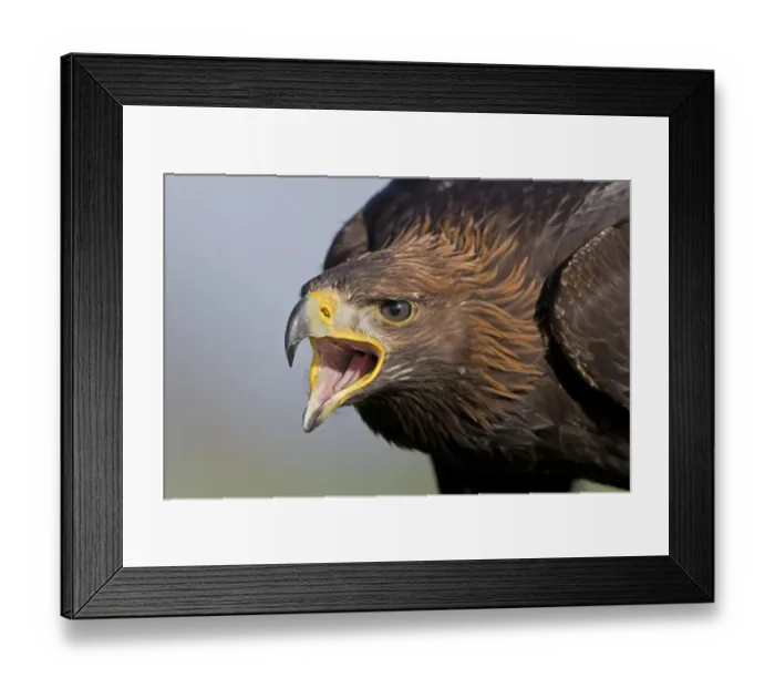 Framed Print : Golden Eagle (Aquila chrysaetos) juvenile, close up of head, calling (captive) Framed Print : Golden Eagle (Aquila chrysaetos) juvenile, close up of head, calling (captive)