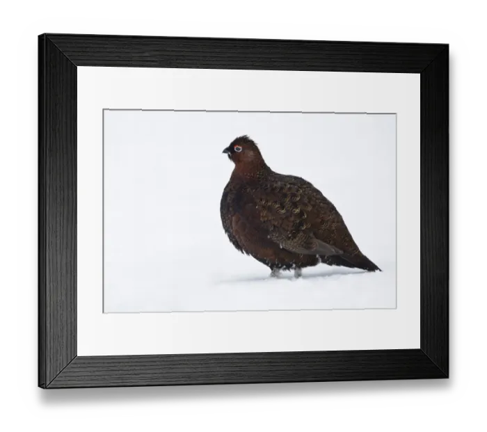 Framed Print : Red Grouse (Lagopus lagopus scoticus) adult male, standing in snow, near Hawnby, North York Moors N. P Framed Print : Red Grouse (Lagopus lagopus scoticus) adult male, standing in snow, near Hawnby, North York Moors N. P
