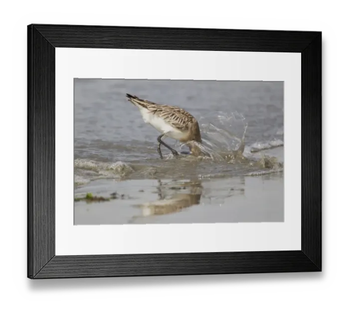 Framed Print : Bar-tailed Godwit (Limosa lapponica) adult, non-breeding plumage, feeding in shallow water on tideline at coast Framed Print : Bar-tailed Godwit (Limosa lapponica) adult, non-breeding plumage, feeding in shallow water on tideline at coast