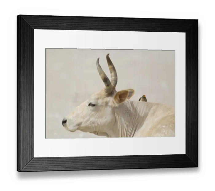 Framed Print : Yellow-billed Oxpecker (Buphagus africanus) adult, foraging on cow, Gambia, February Framed Print : Yellow-billed Oxpecker (Buphagus africanus) adult, foraging on cow, Gambia, February