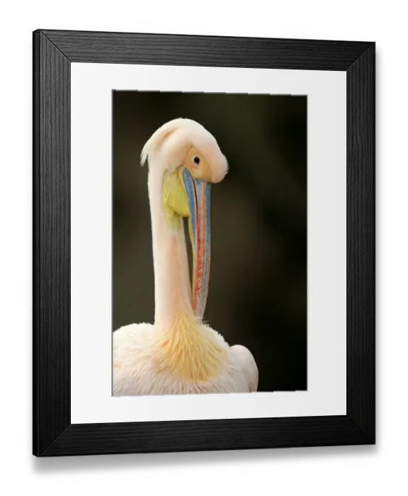 Framed Print : Great White Pelican (Pelecanus onocrotalus) pink adult, breeding plumage, close-up of head and neck, preening (captive) Framed Print : Great White Pelican (Pelecanus onocrotalus) pink adult, breeding plumage, close-up of head and neck, preening (captive)