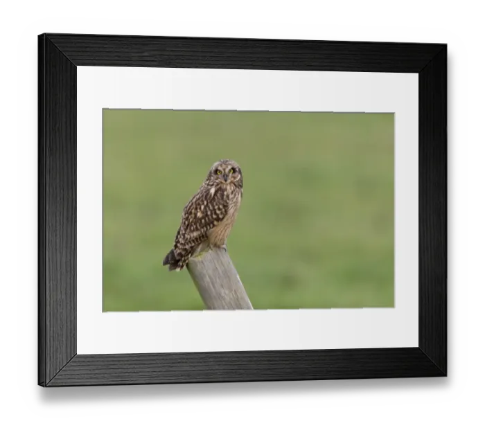 Framed Print : Short-eared Owl (Asio flammeus) adult, standing on post, Suffolk, England, December Framed Print : Short-eared Owl (Asio flammeus) adult, standing on post, Suffolk, England, December