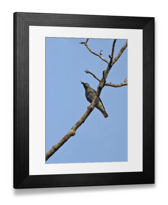 Framed Print : Bar-bellied Cuckoo-shrike (Coracina striata sumatrensis) adult female, with insect prey in beak, perched on branch Framed Print : Bar-bellied Cuckoo-shrike (Coracina striata sumatrensis) adult female, with insect prey in beak, perched on branch