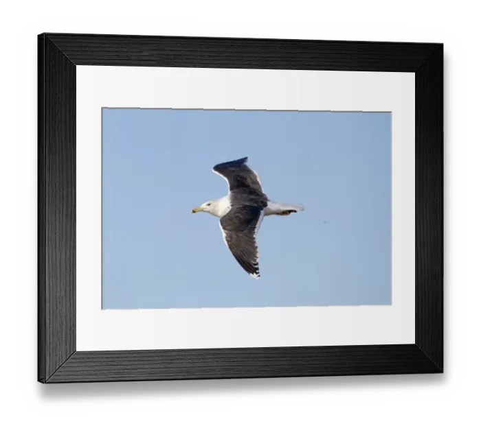 Framed Print : Great Black-backed Gull (Larus marinus) adult, non-breeding plumage, in flight, with fishing line tangled around leg Framed Print : Great Black-backed Gull (Larus marinus) adult, non-breeding plumage, in flight, with fishing line tangled around leg