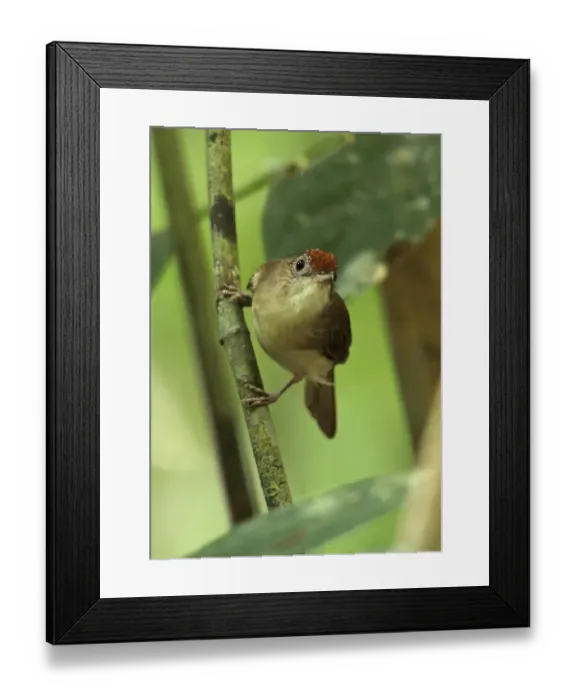 Framed Print : Scaly-crowned Babbler (Malacopteron cinereum cinereum) adult, perched on twig, Taman Negara N. P