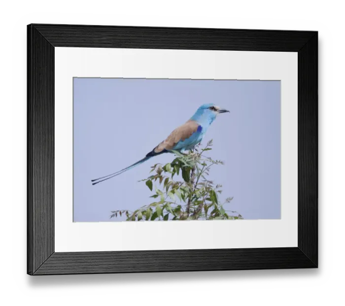 Framed Print : Abyssinian Roller (Coracias abyssinica) adult, perched on branch, Gambia, February Framed Print : Abyssinian Roller (Coracias abyssinica) adult, perched on branch, Gambia, February