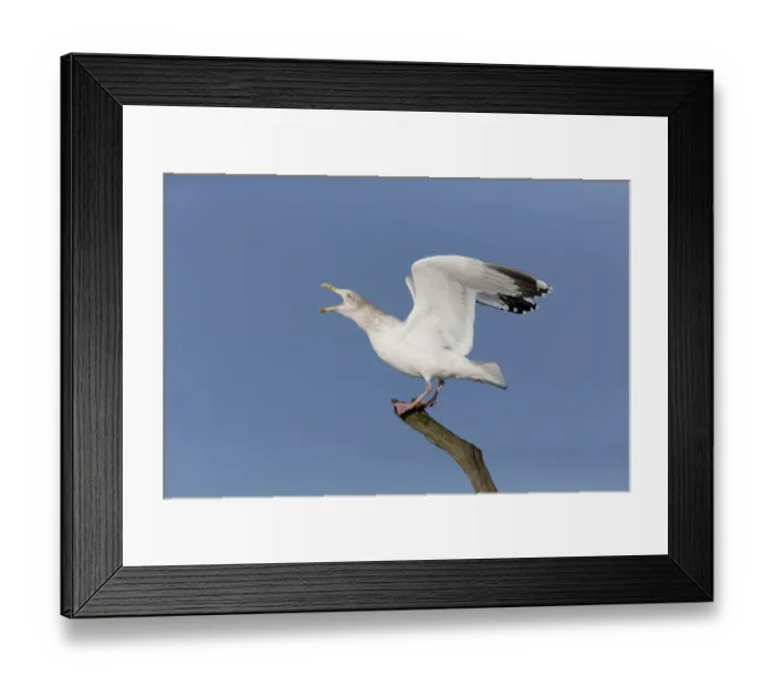 Framed Print : Herring Gull (Larus argentatus) adult, non-breeding plumage, calling, standing on branch with raised wings, Suffolk Framed Print : Herring Gull (Larus argentatus) adult, non-breeding plumage, calling, standing on branch with raised wings, Suffolk