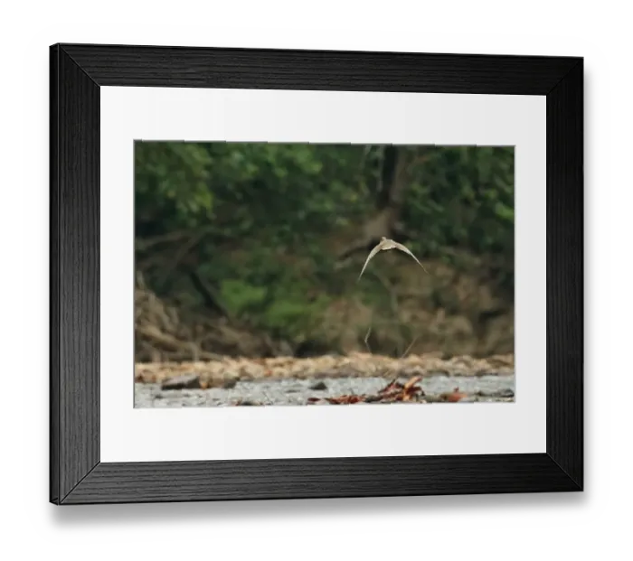 Framed Print : Masked Finfoot (Heliopais personatus) adult male, in flight over river, Tahan River, Taman Negara N. P Framed Print : Masked Finfoot (Heliopais personatus) adult male, in flight over river, Tahan River, Taman Negara N. P