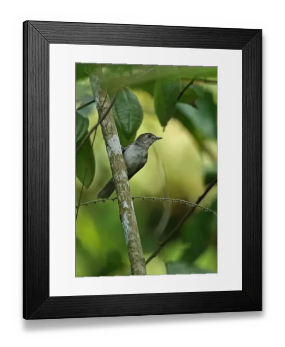 Framed Print : Sooty-capped Babbler (Malacopteron affine affine) adult male, clinging to tree trunk, Taman Negara N. P