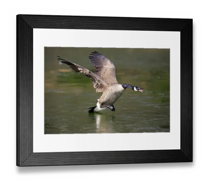 Framed Print : Canada Goose (Branta canadensis) introduced species, adult, in flight, in aggressive threat display over water Framed Print : Canada Goose (Branta canadensis) introduced species, adult, in flight, in aggressive threat display over water