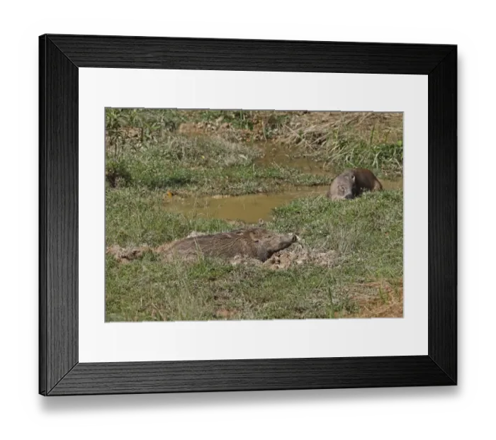 Framed Print : Eurasian Wild Boar (Sus scrofa vittatus) two adults, wallowing in muddy hollow, Taman Negara N. P Framed Print : Eurasian Wild Boar (Sus scrofa vittatus) two adults, wallowing in muddy hollow, Taman Negara N. P