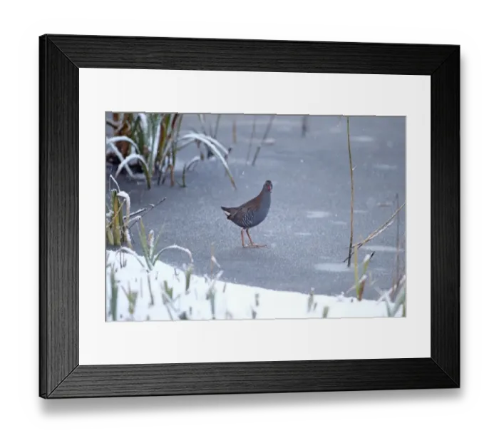 Framed Print : Water Rail (Rallus aquaticus) adult, standing on ice during snowfall, Strumpshaw Fen RSPB Reserve, River Yare Framed Print : Water Rail (Rallus aquaticus) adult, standing on ice during snowfall, Strumpshaw Fen RSPB Reserve, River Yare