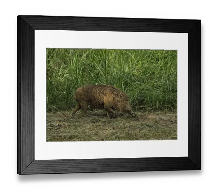 Framed Print : Eurasian Wild Boar (Sus scrofa vittatus) adult, covered with mud after wallowing, Taman Negara N. P Framed Print : Eurasian Wild Boar (Sus scrofa vittatus) adult, covered with mud after wallowing, Taman Negara N. P