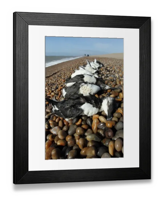Framed Print : Razorbill (Alca torda) and Common Guillemot (Uria aalge) dead adults, washed up on shingle beach after storm Framed Print : Razorbill (Alca torda) and Common Guillemot (Uria aalge) dead adults, washed up on shingle beach after storm