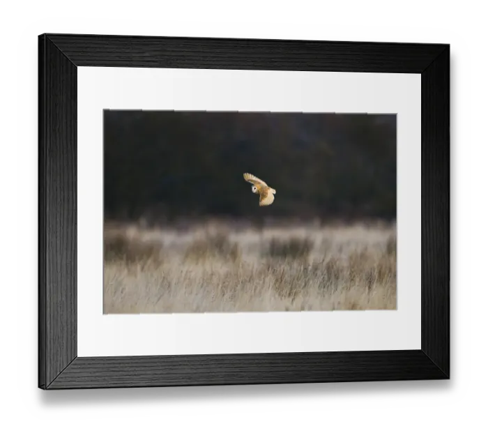 Framed Print : Barn Owl (Tyto alba) adult, in flight, hunting over rough grassland, Pilling Moss, The Fylde, Lancashire, England Framed Print : Barn Owl (Tyto alba) adult, in flight, hunting over rough grassland, Pilling Moss, The Fylde, Lancashire, England