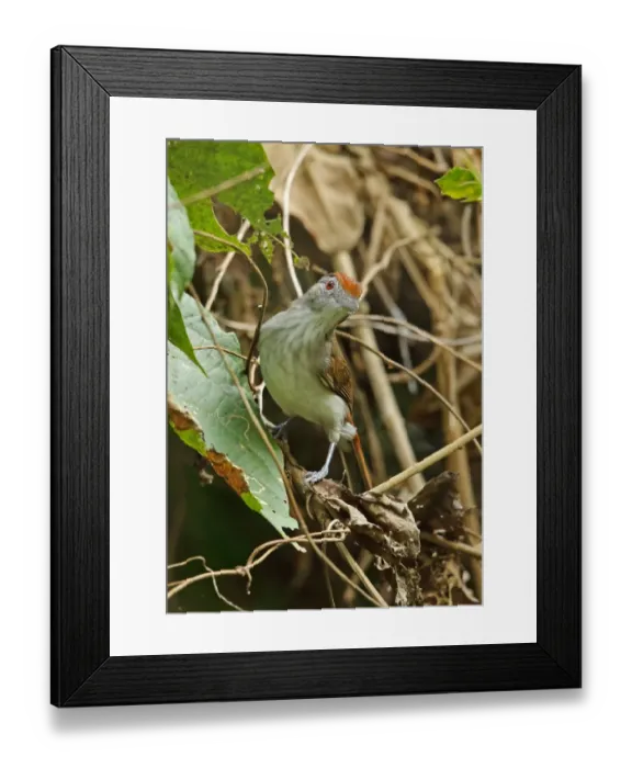 Framed Print : Rufous-crowned Babbler (Malacopteron magnum magnum) adult, perched on twig, Taman Negara N. P Framed Print : Rufous-crowned Babbler (Malacopteron magnum magnum) adult, perched on twig, Taman Negara N. P