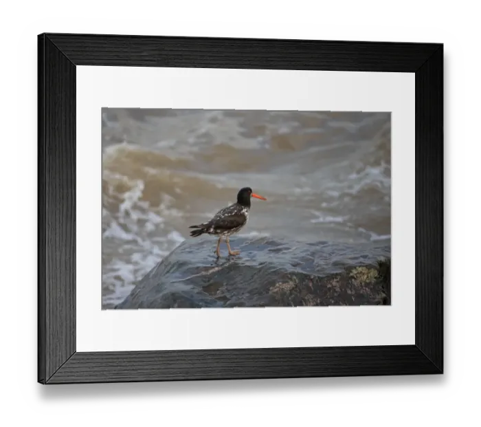 Framed Print : Eurasian Oystercatcher (Haematopus ostralegus) adult, partial albinistic plumage, standing on coastal rock, Lowestoft Framed Print : Eurasian Oystercatcher (Haematopus ostralegus) adult, partial albinistic plumage, standing on coastal rock, Lowestoft