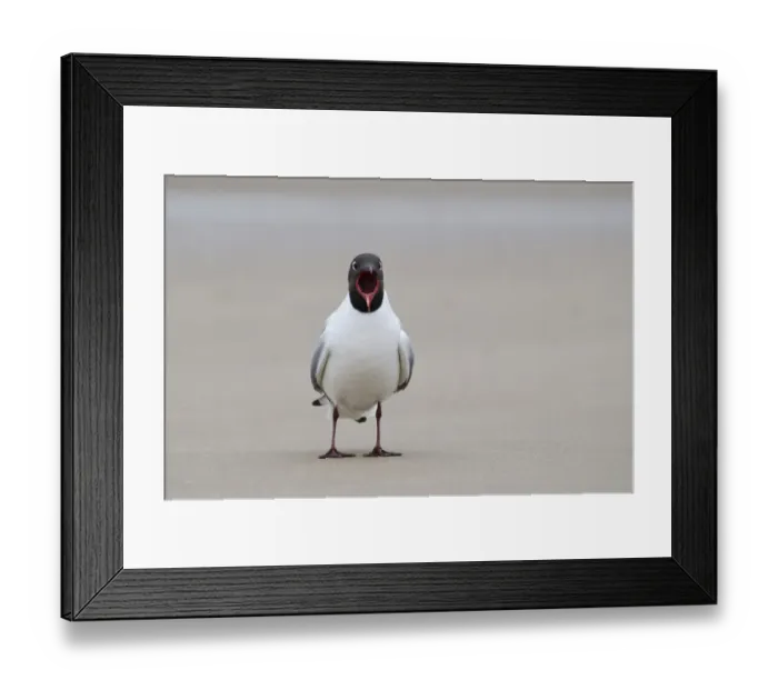Framed Print : Black-headed Gull (Chroicocephalus ridibundus) adult, breeding plumage, calling, standing on beach, Titchwell, Norfolk Framed Print : Black-headed Gull (Chroicocephalus ridibundus) adult, breeding plumage, calling, standing on beach, Titchwell, Norfolk