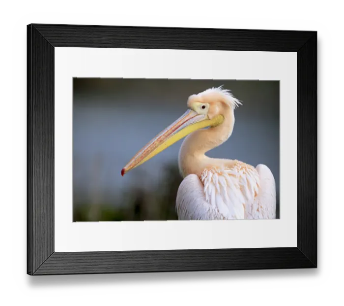 Framed Print : Great White Pelican (Pelecanus onocrotalus) pink adult, breeding plumage, close-up of head and neck (captive) Framed Print : Great White Pelican (Pelecanus onocrotalus) pink adult, breeding plumage, close-up of head and neck (captive)