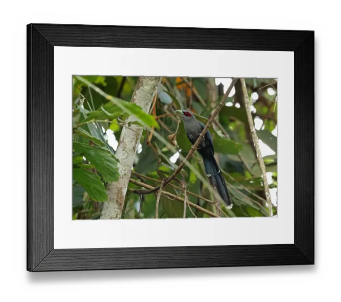 Framed Print : Black-bellied Malkoha (Phaenicophaeus diardi diardi) adult, perched on vine, Taman Negara N. P Framed Print : Black-bellied Malkoha (Phaenicophaeus diardi diardi) adult, perched on vine, Taman Negara N. P