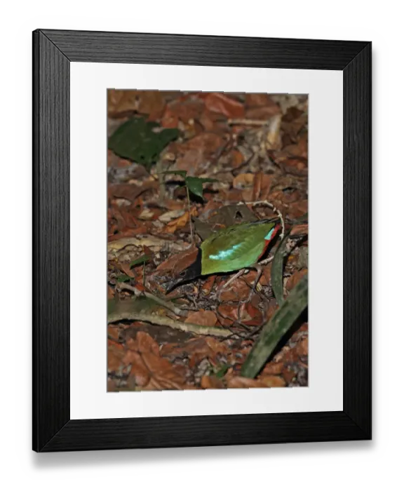Framed Print : Hooded Pitta (Pitta sordida) adult, foraging on forest floor, Taman Negara N. P