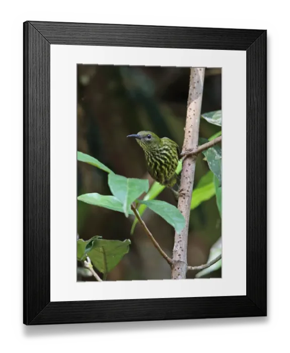 Framed Print : Purple-naped Sunbird (Hypogramma hypogrammicum nuchale) adult male, clinging to stem, Taman Negara N. P Framed Print : Purple-naped Sunbird (Hypogramma hypogrammicum nuchale) adult male, clinging to stem, Taman Negara N. P