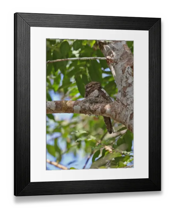Framed Print : Blyths Frogmouth (Batrachostomus affinis) adult, sitting at nest on branch, Taman Negara N. P Framed Print : Blyths Frogmouth (Batrachostomus affinis) adult, sitting at nest on branch, Taman Negara N. P